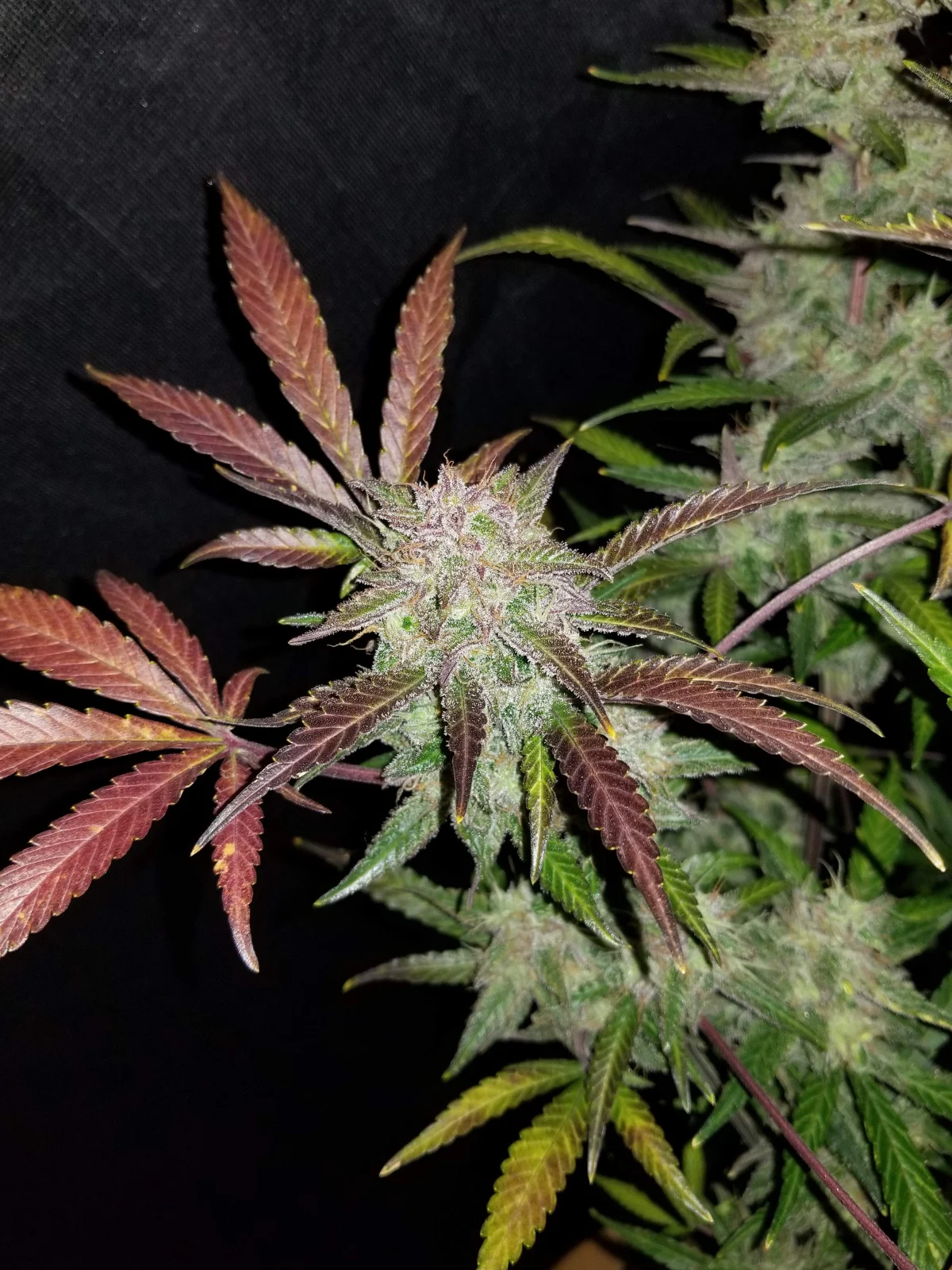 FAST BUDS - Cream Cookies Auto (x8) - Imagen 15