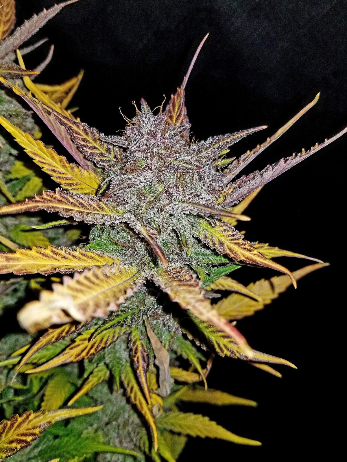 FAST BUDS - Cream Cookies Auto (x8) - Imagen 8