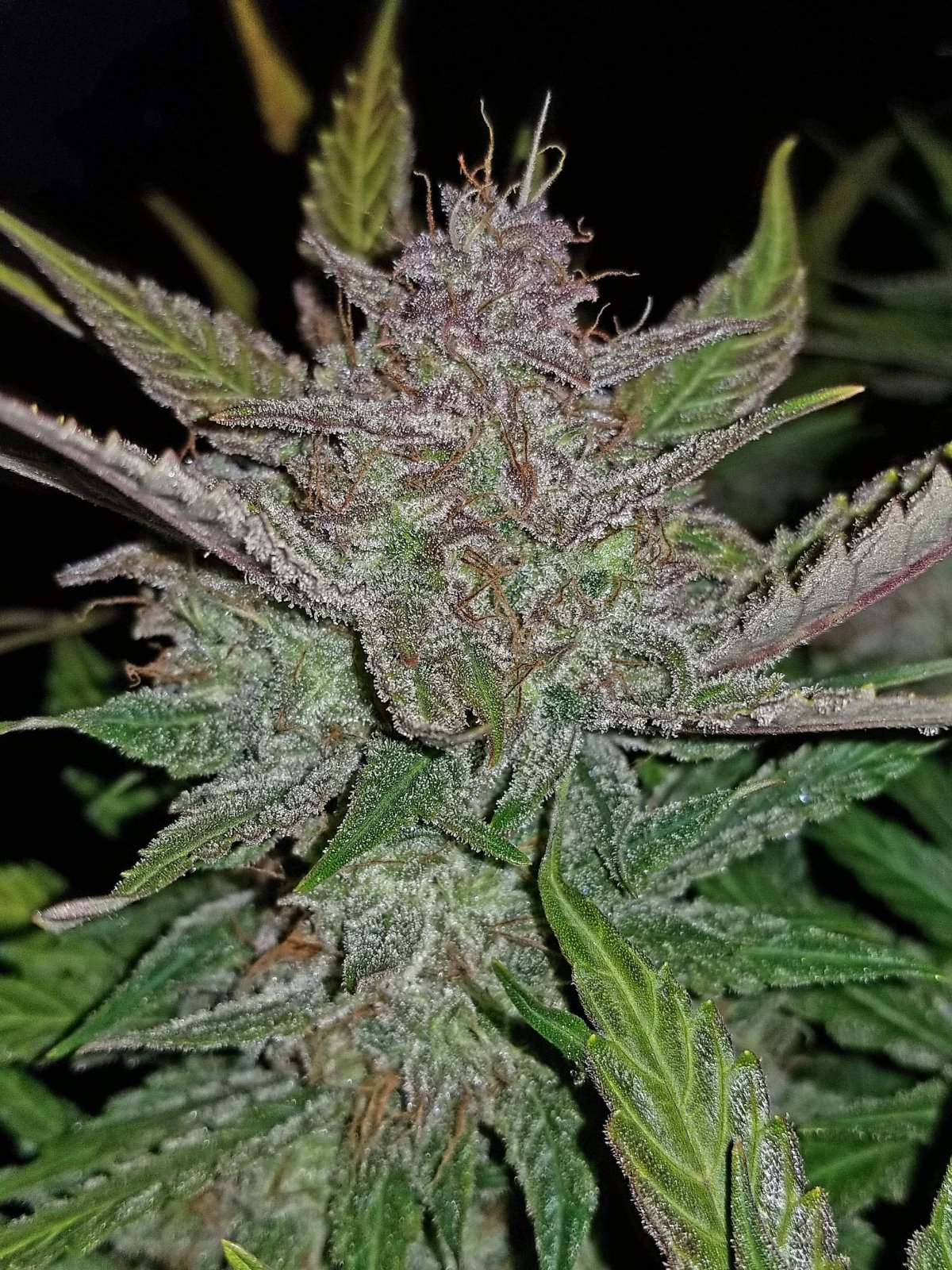 FAST BUDS - Cream Cookies Auto (x8) - Imagen 9