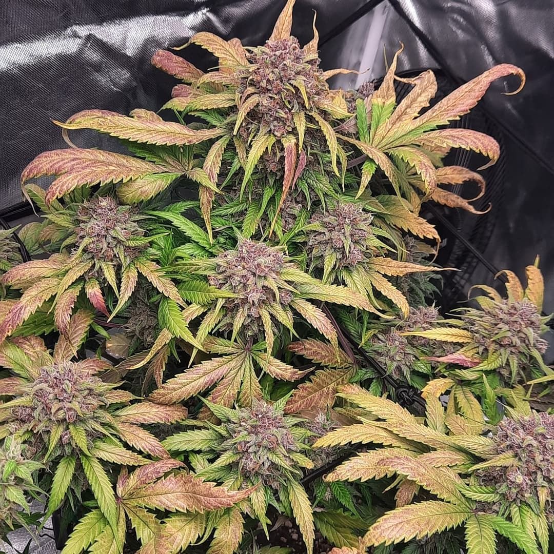FAST BUDS - Cream Cookies Auto (x8) - Imagen 10