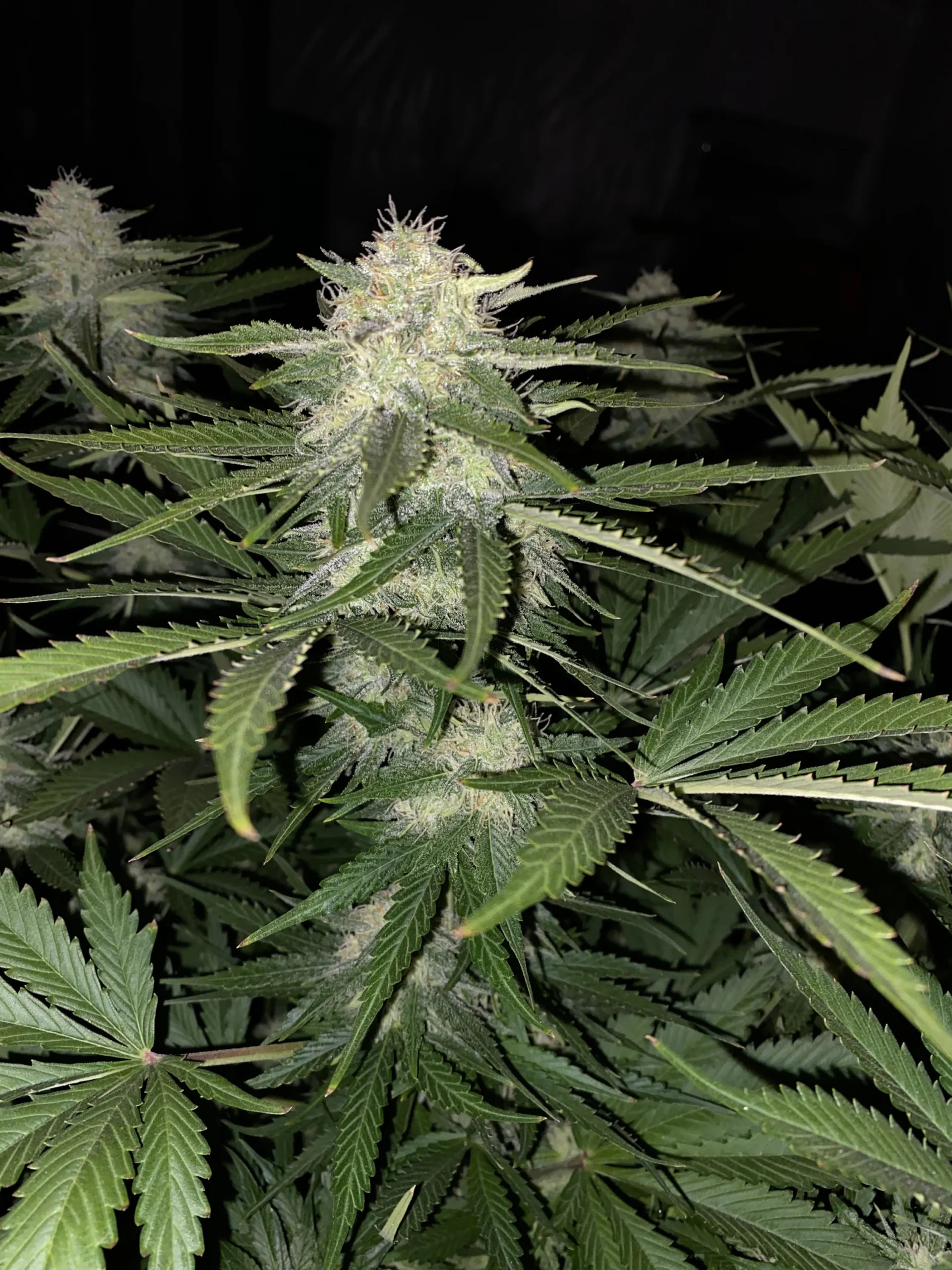 FAST BUDS - Cream Cookies Auto (x8) - Imagen 11