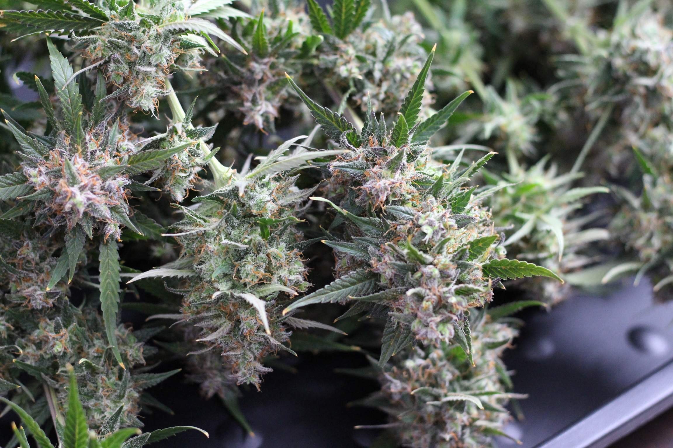 FAST BUDS - Cream Cookies Auto (x8) - Imagen 12