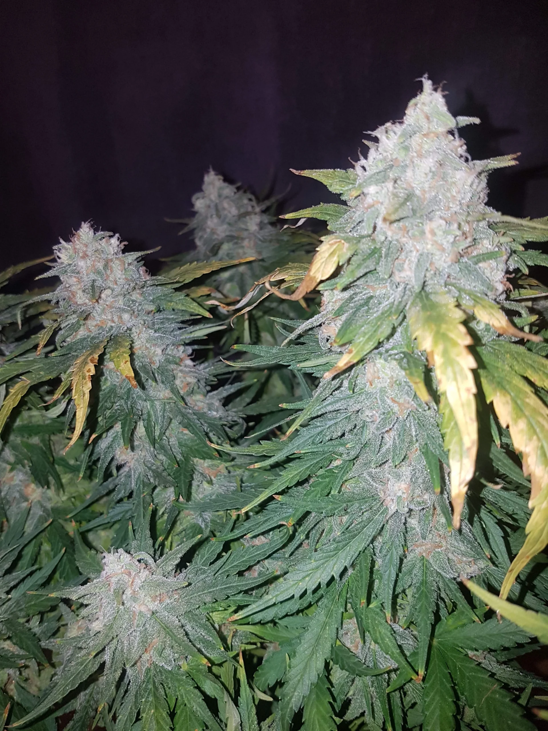 FAST BUDS - Cream Cookies Auto (x8) - Imagen 13