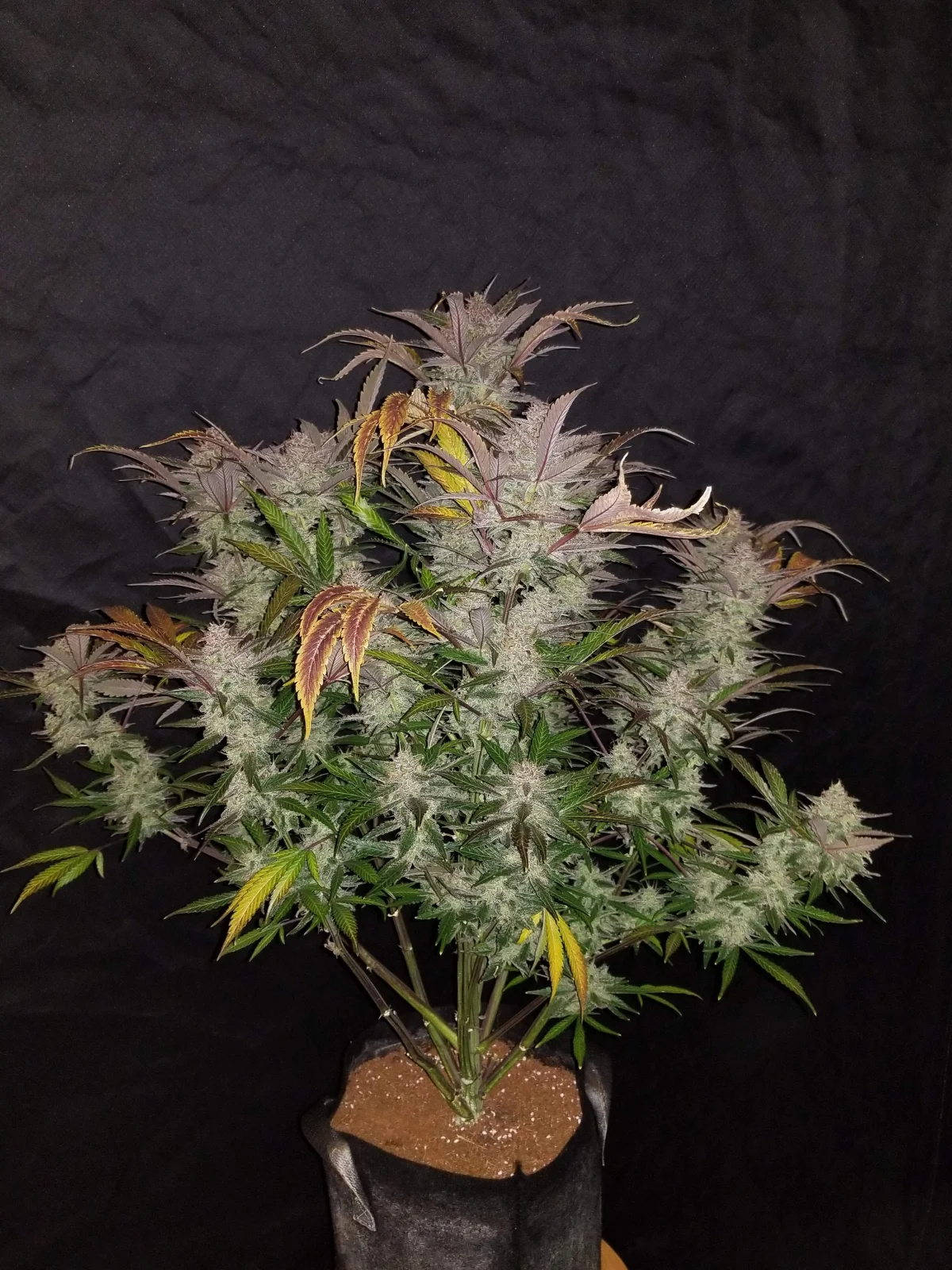 FAST BUDS - Cream Cookies Auto (x8) - Imagen 2