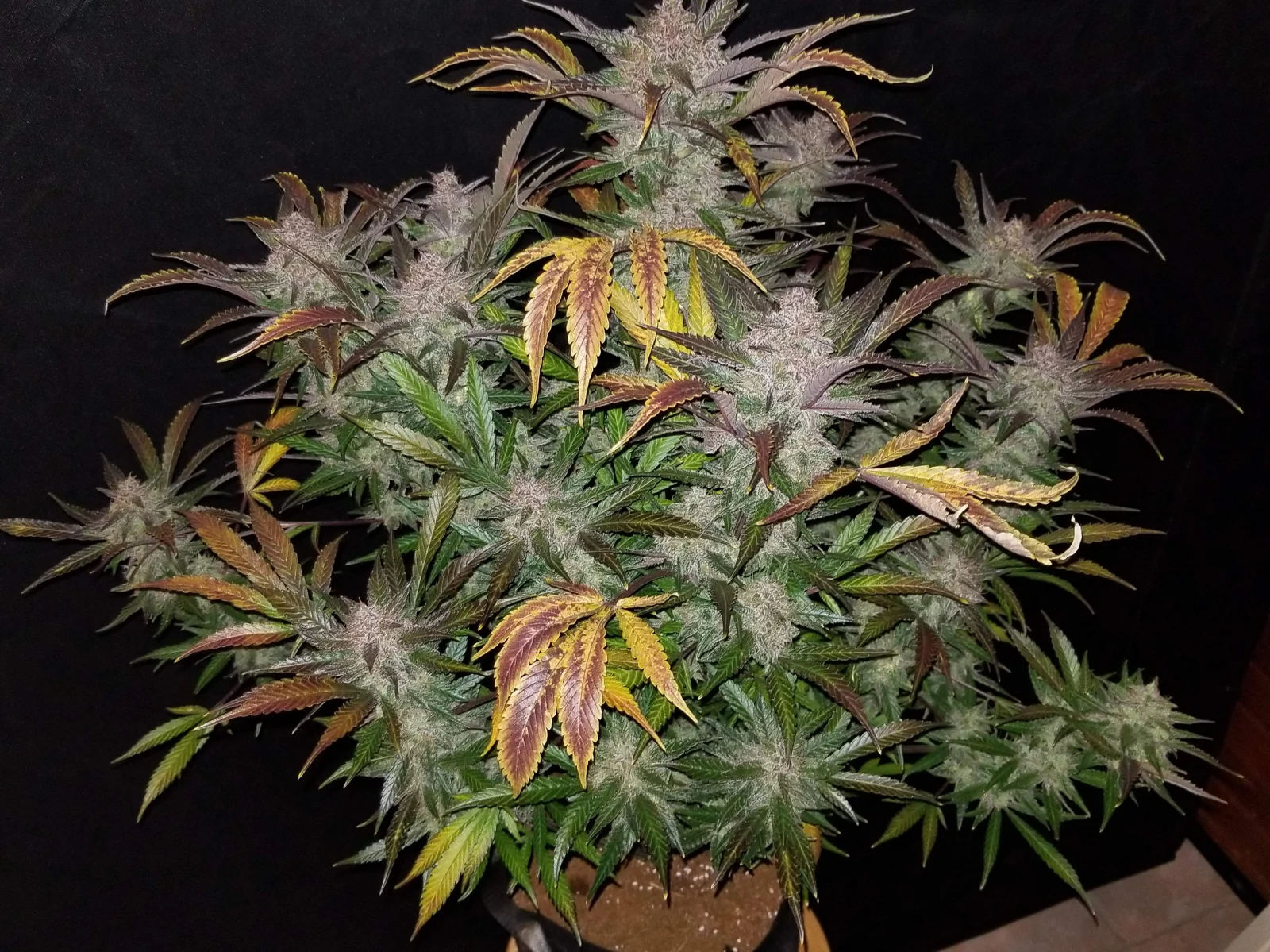 FAST BUDS - Cream Cookies Auto (x8) - Imagen 3