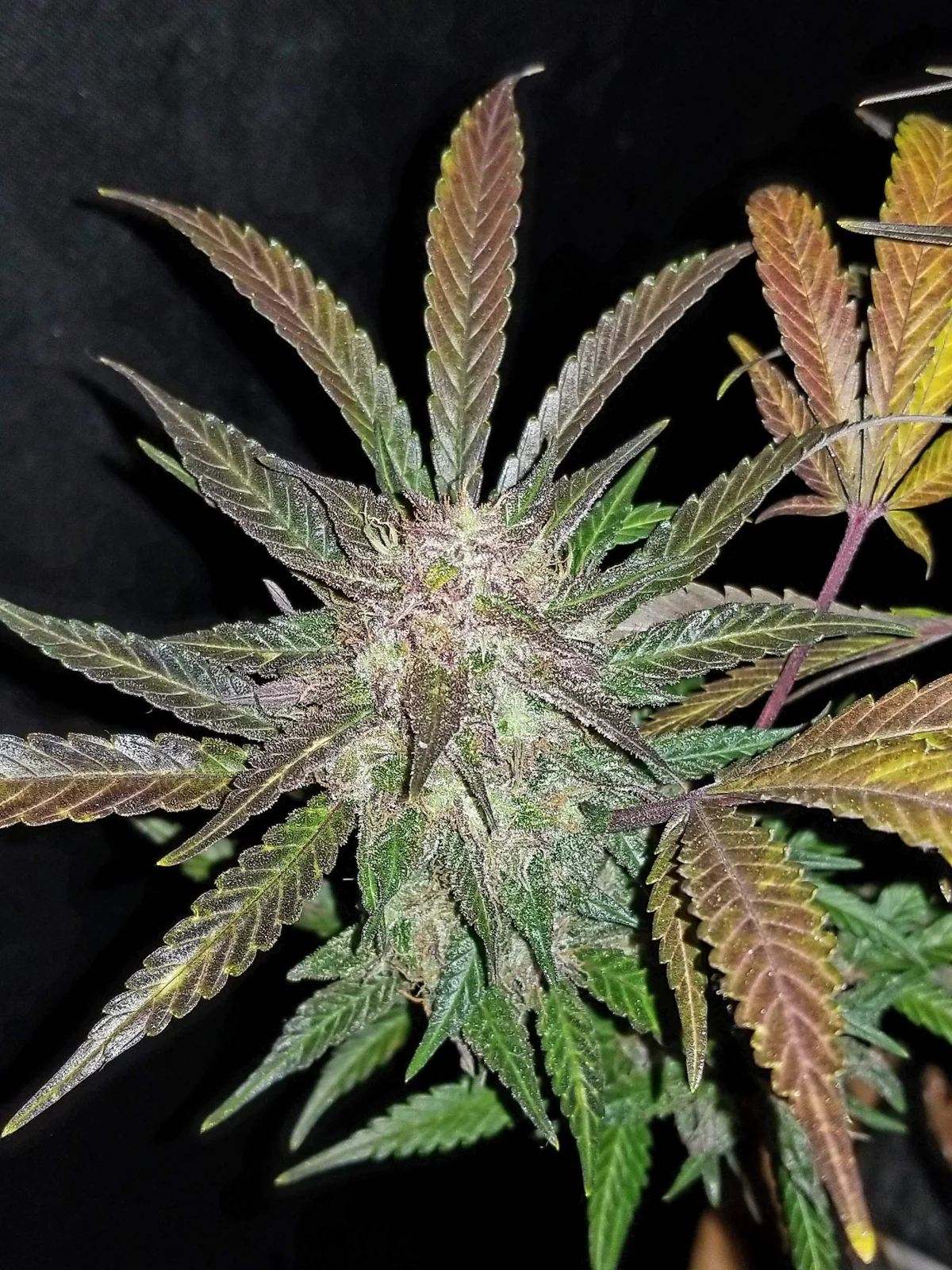 FAST BUDS - Cream Cookies Auto (x8) - Imagen 4
