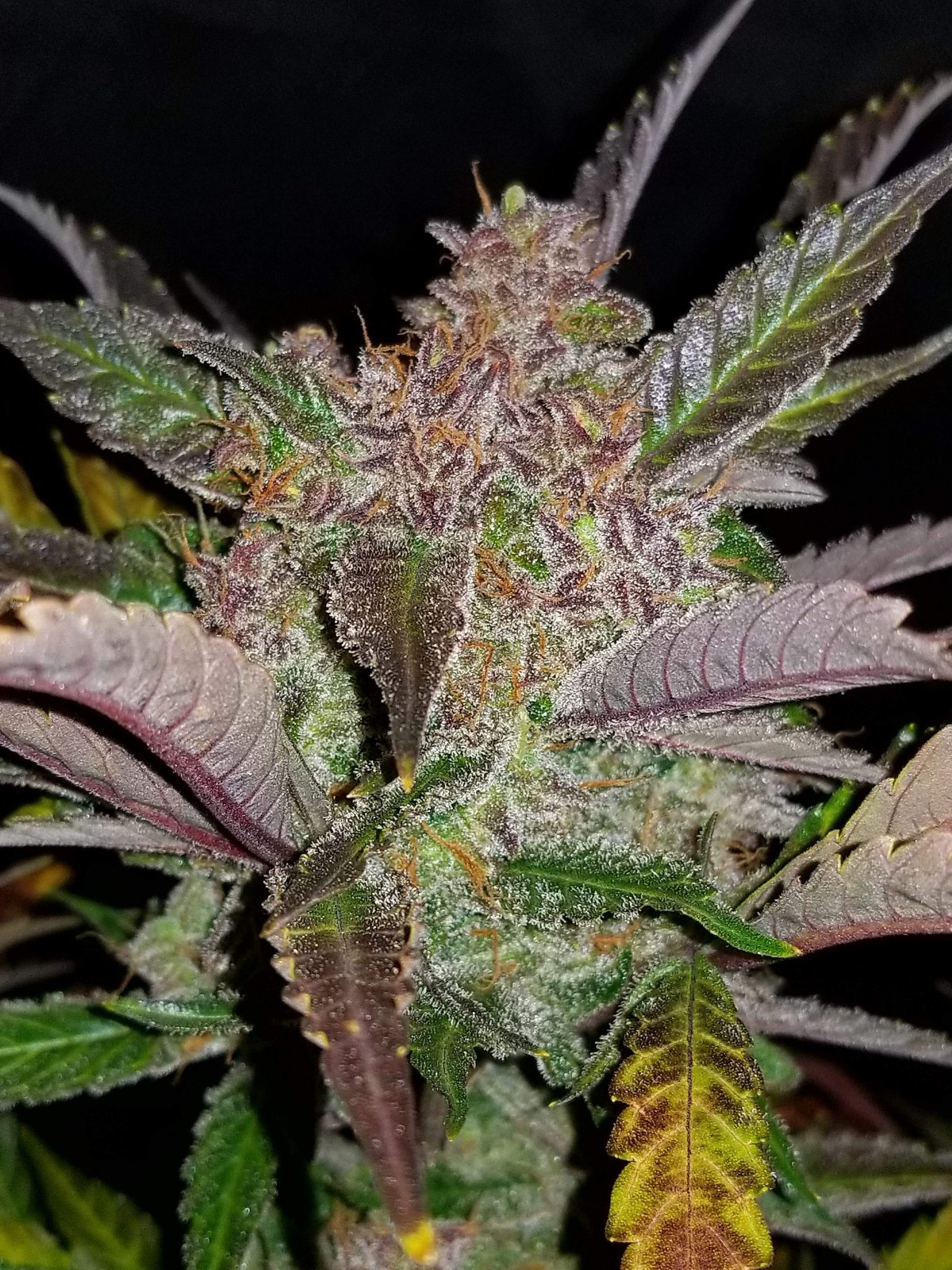 FAST BUDS - Cream Cookies Auto (x8) - Imagen 5