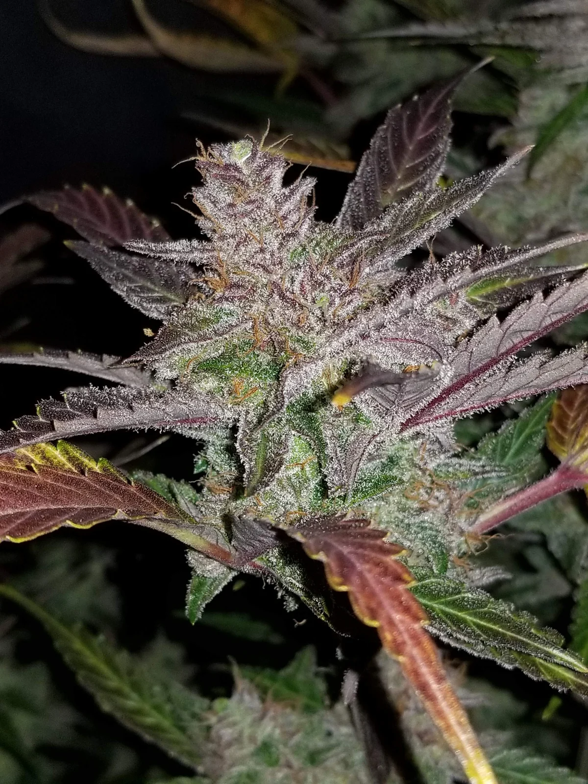 FAST BUDS - Cream Cookies Auto (x8) - Imagen 6