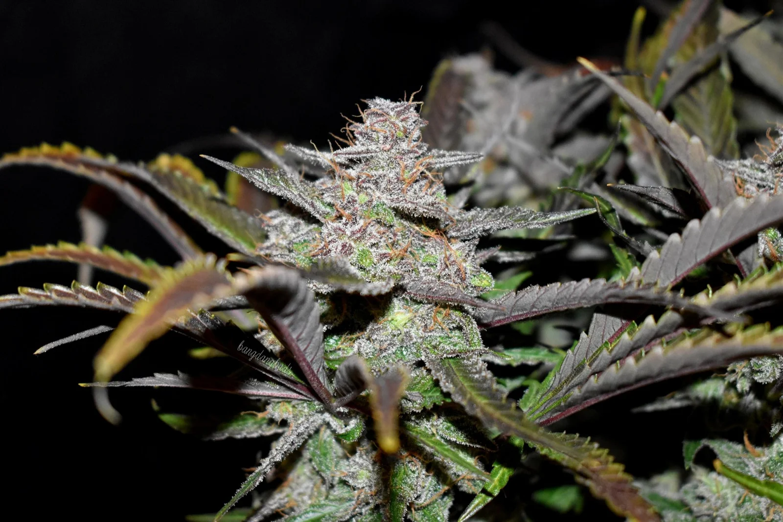 FAST BUDS - Cream Cookies Auto (x8) - Imagen 7