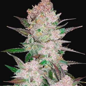 FAST BUDS - Cream Cookies Auto (x8)