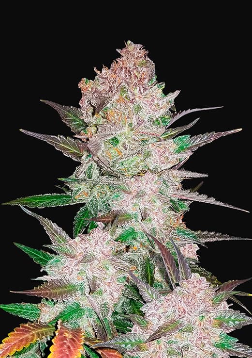 FAST BUDS - Cream Cookies Auto (x8)