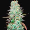 FAST BUDS - G14 Auto (x5)