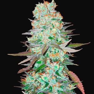 FAST BUDS - G14 Auto (x5)