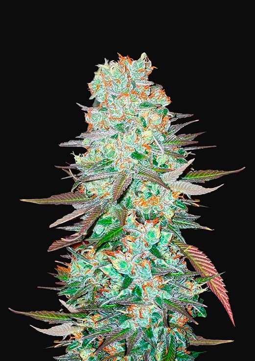 FAST BUDS - G14 Auto (x5)