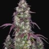 FAST BUDS - Lemon Pie Auto (x1)