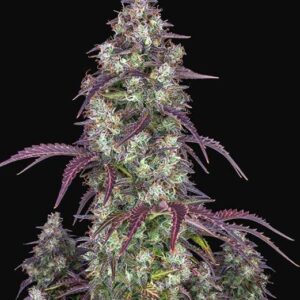 FAST BUDS - Lemon Pie Auto (x1)