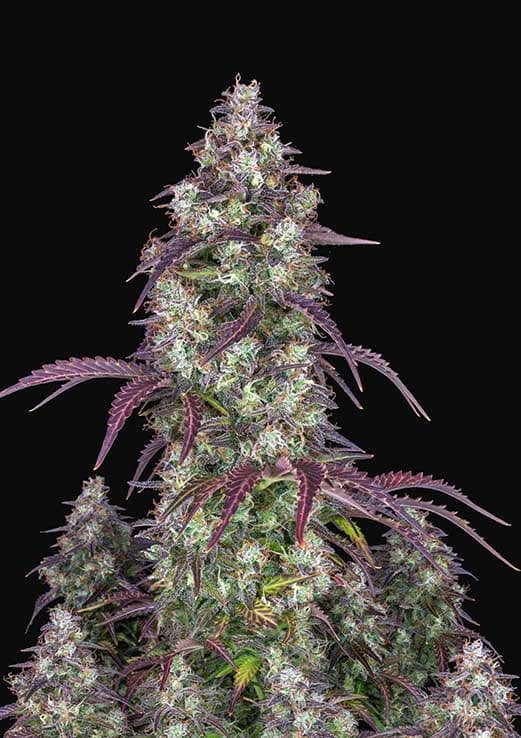 FAST BUDS - Lemon Pie Auto (x1)