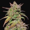 FAST BUDS - Smoothie Auto (x1)