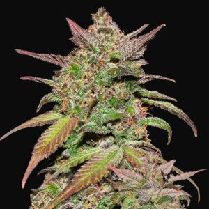 FAST BUDS - Smoothie Auto (x1)