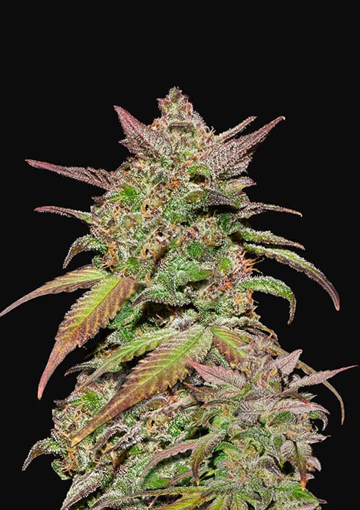 FAST BUDS - Smoothie Auto (x1)