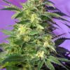 GRANEL / SWEET SEEDS - Killer Kush Auto (x1)
