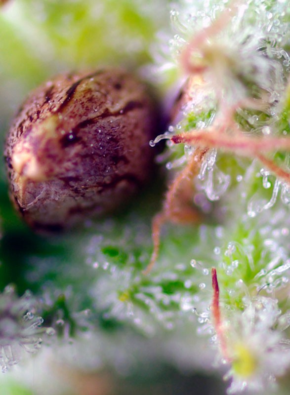 GRANEL / SWEET SEEDS - Killer Kush Auto (x1) - Imagen 3