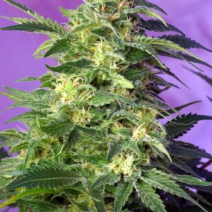 GRANEL / SWEET SEEDS - Killer Kush Auto (x1)