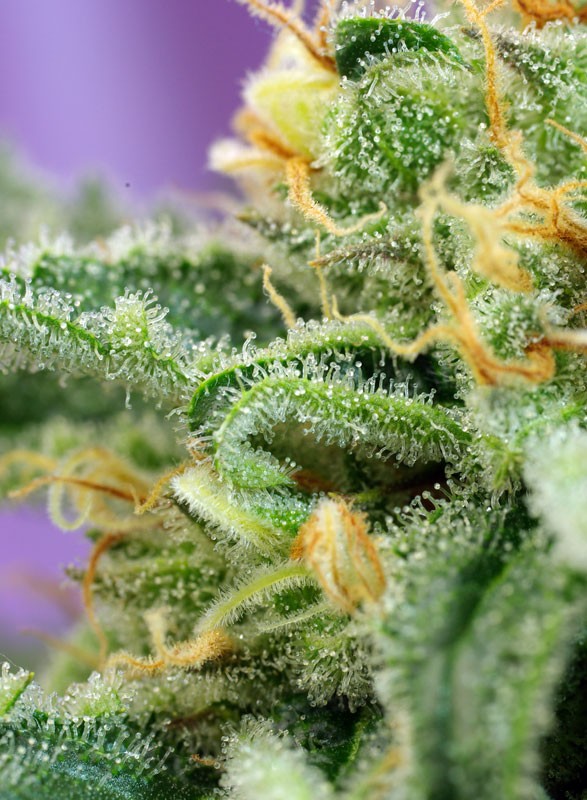 GRANEL / SWEET SEEDS - Killer Kush Auto (x1) - Imagen 4