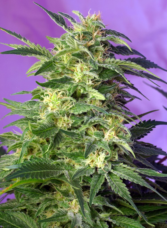 GRANEL / SWEET SEEDS - Killer Kush Auto (x1)