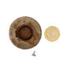 JIFFY - Pellet Jiffy 7 (42x28 mm)